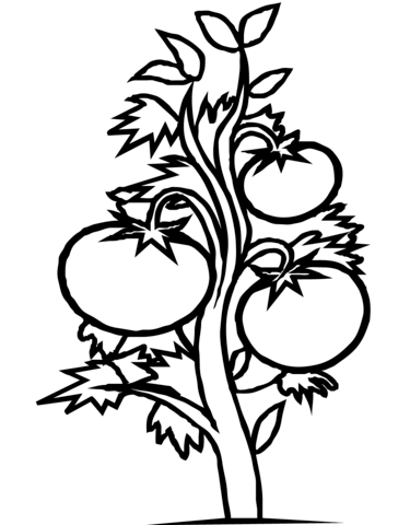 Tomato Plant Coloring Page